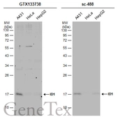 Anti-ID1 antibody used in Western Blot (WB). GTX133738