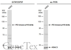 Anti-PI3 kinase p110 delta antibody used in Western Blot (WB). GTX133757
