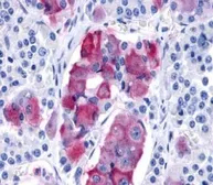 Anti-GPR10 antibody used in IHC (Paraffin sections) (IHC-P). GTX13376