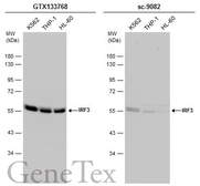 Anti-IRF3 antibody used in Western Blot (WB). GTX133768