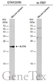 Anti-IL17A antibody used in Western Blot (WB). GTX133781