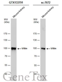 Anti-Villin antibody used in Western Blot (WB). GTX133791