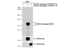 Anti-RANK antibody used in Western Blot (WB). GTX133795