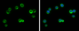 Anti-G protein beta antibody used in Immunocytochemistry/ Immunofluorescence (ICC/IF). GTX133801