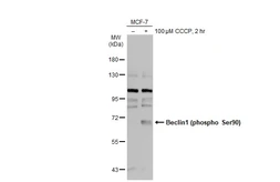 Anti-Beclin 1 (phospho Ser90) antibody used in Western Blot (WB). GTX133857