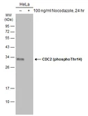 Anti-CDC2 (phospho Thr14) antibody used in Western Blot (WB). GTX133860