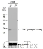 Anti-CDK2 (phospho Thr160) antibody used in Western Blot (WB). GTX133862