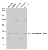 Anti-CrkL (phospho Tyr207) antibody used in Western Blot (WB). GTX133949