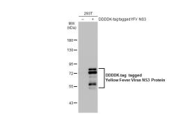 Anti-Yellow Fever virus NS3 Protein antibody used in Western Blot (WB). GTX133958