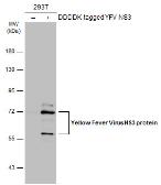 Anti-Yellow Fever virus NS3 protein antibody used in Western Blot (WB). GTX133959