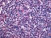 Anti-EDG6 antibody used in IHC (Paraffin sections) (IHC-P). GTX13396