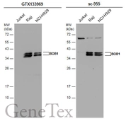 Anti-BOB1 antibody used in Western Blot (WB). GTX133969