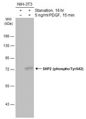 Anti-SHP2 (phospho Tyr542) antibody used in Western Blot (WB). GTX133983