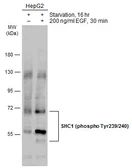 Anti-SHC1 (phospho Tyr239/240) antibody used in Western Blot (WB). GTX133985