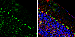 Anti-CGRP antibody used in IHC (Frozen sections) (IHC-Fr). GTX134005