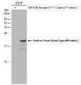 Anti-Yellow Fever virus Capsid Protein C antibody used in Western Blot (WB). GTX134022