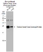 Anti-Yellow Fever virus Envelope Protein antibody used in Western Blot (WB). GTX134024