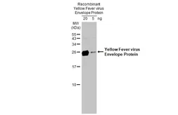 Anti-Yellow Fever virus Envelope Protein antibody used in Western Blot (WB). GTX134024