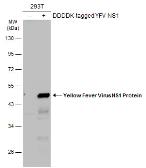 Anti-Yellow Fever virus NS1 Protein antibody used in Western Blot (WB). GTX134025