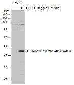 Anti-Yellow Fever virus NS1 Protein antibody used in Western Blot (WB). GTX134026