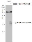 Anti-Yellow Fever virus NS2B Protein antibody used in Western Blot (WB). GTX134028