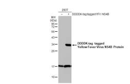 Anti-Yellow Fever virus NS4B Protein antibody used in Western Blot (WB). GTX134030
