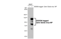Anti-Ebola virus NP antibody used in Western Blot (WB). GTX134031