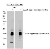 Anti-Ebola virus VP35 antibody used in Western Blot (WB). GTX134032