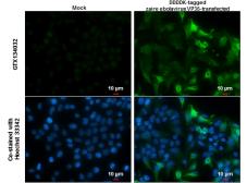 Anti-Ebola virus VP35 antibody used in Immunocytochemistry/ Immunofluorescence (ICC/IF). GTX134032