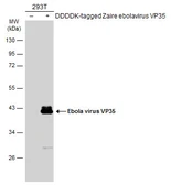Anti-Ebola virus VP35 antibody used in Western Blot (WB). GTX134033