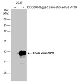Anti-Ebola virus VP30 antibody used in Western Blot (WB). GTX134035