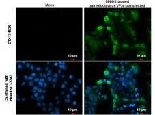 Anti-Ebola virus VP30 antibody used in Immunocytochemistry/ Immunofluorescence (ICC/IF). GTX134036