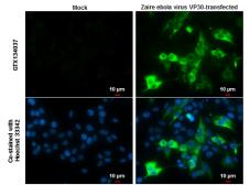 Anti-Ebola virus VP30 antibody used in Immunocytochemistry/ Immunofluorescence (ICC/IF). GTX134037