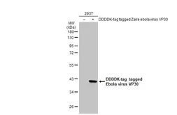 Anti-Ebola virus VP30 antibody used in Western Blot (WB). GTX134037