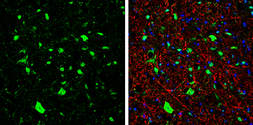 Anti-GIRK2 antibody used in IHC (Frozen sections) (IHC-Fr). GTX134049