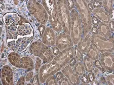 Anti-DOPA Decarboxylase antibody used in IHC (Paraffin sections) (IHC-P). GTX134053