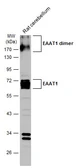 Anti-EAAT1 antibody used in Western Blot (WB). GTX134059