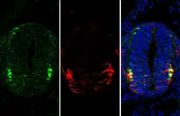 Anti-OCT6 antibody used in IHC (Paraffin sections) (IHC-P). GTX134063