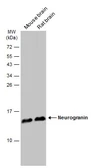 Anti-Neurogranin antibody used in Western Blot (WB). GTX134074