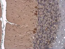 Anti-SLC1A7 antibody used in IHC (Paraffin sections) (IHC-P). GTX134109