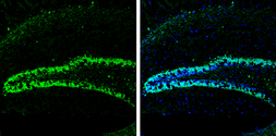 Anti-HuC antibody used in IHC (Frozen sections) (IHC-Fr). GTX134128
