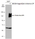 Anti-Ebola virus GP1 antibody used in Western Blot (WB). GTX134143