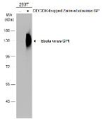 Anti-Ebola virus GP1 antibody used in Western Blot (WB). GTX134144
