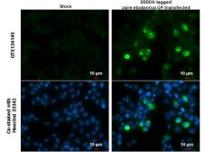 Anti-Ebola virus GP2-delta antibody used in Immunocytochemistry/ Immunofluorescence (ICC/IF). GTX134145