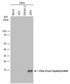 Anti-Zika virus Capsid protein antibody used in Western Blot (WB). GTX134186