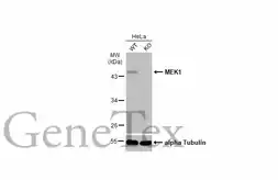 Anti-MEK1 antibody used in Western Blot (WB). GTX134234