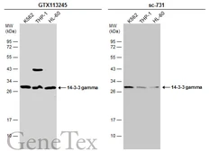 Anti-14-3-3 gamma antibody used in Western Blot (WB). GTX134245