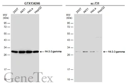 Anti-14-3-3 gamma antibody used in Western Blot (WB). GTX134246