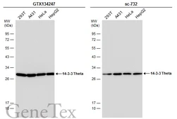 Anti-14-3-3 theta antibody used in Western Blot (WB). GTX134247