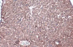 Anti-Caspase 6 (cleaved Asp162) antibody used in IHC (Paraffin sections) (IHC-P). GTX134362
